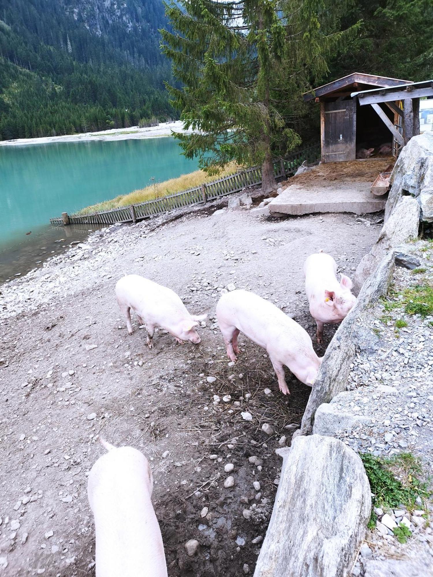 Apart Gerlossteinblick Aschau Im Zillertal Eksteriør billede